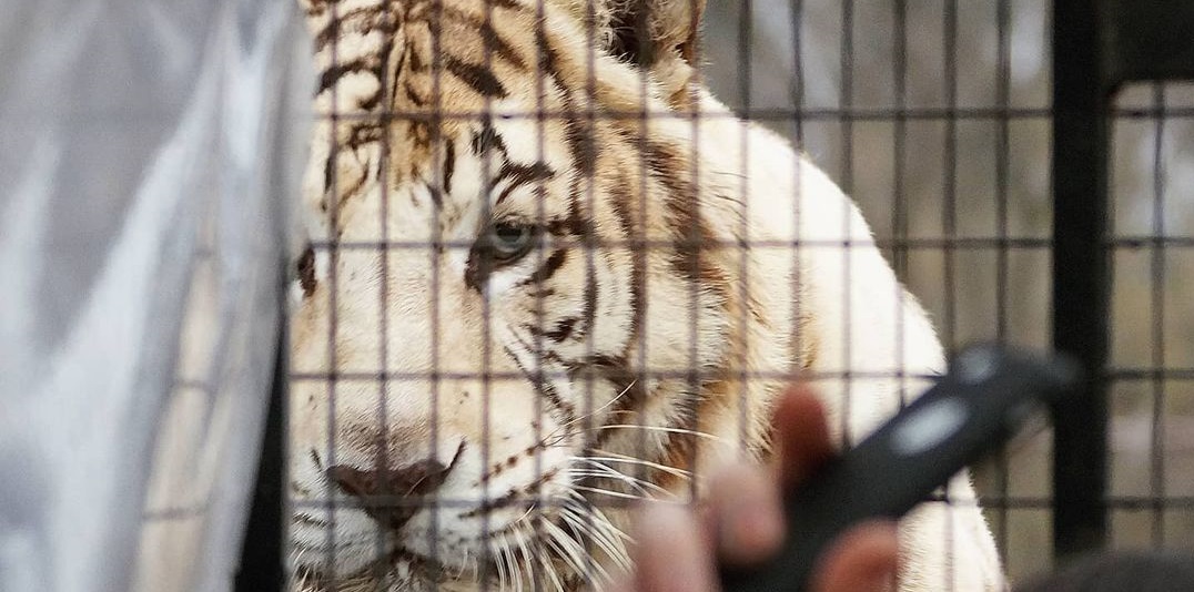 Guía del Parque Safari comentó cruda experiencia previa con un tigre: 
