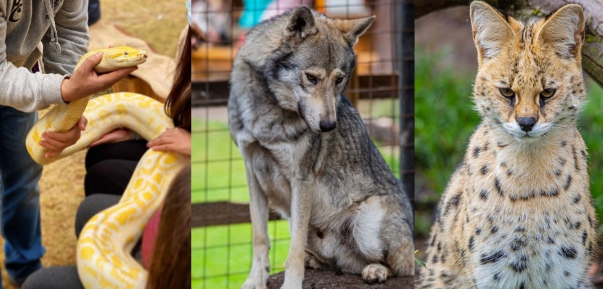 Reptiles, felinos y aves rapaces: vecinos de María Pinto preocupados por zoológico en su condominio