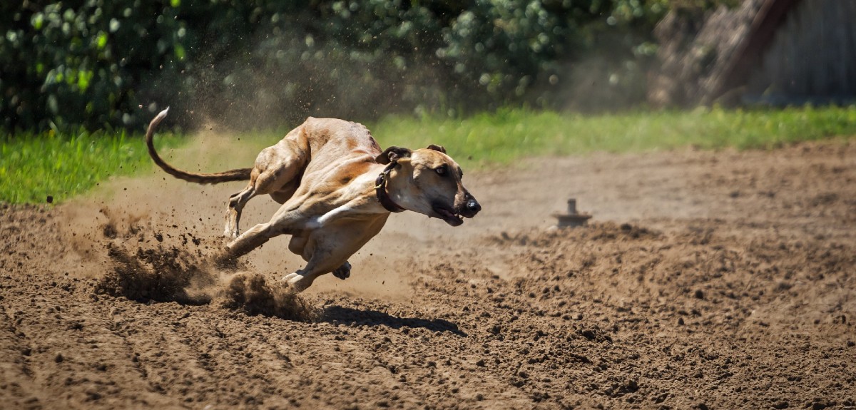 Cámara rechazó proyecto que buscaba prohibir las carreras de perros: no consiguió quórum necesario