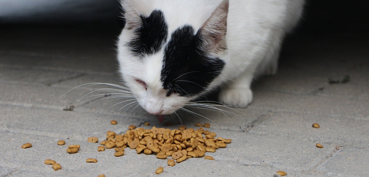 Estudio calificó como deficiente e incompleta norma chilena que regular alimentos para gatos