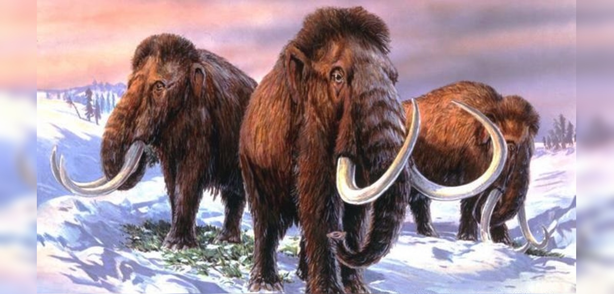 Empresa afirmó que traerá de vuelta al extinto mamut lanudo para 