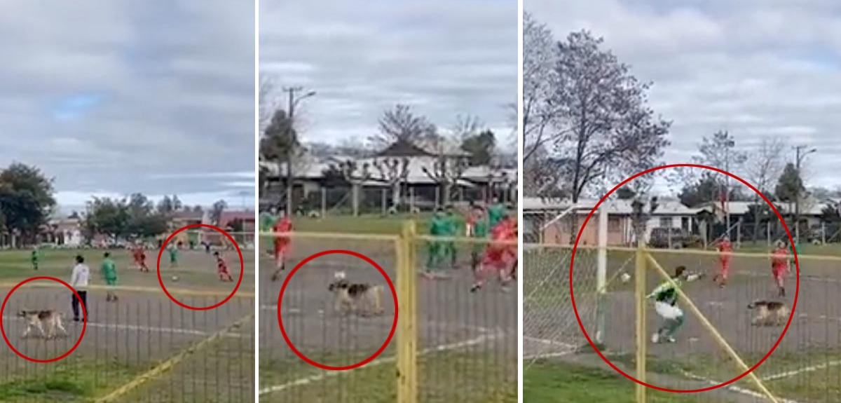 Perrito irrumpió en cancha y anotó insólito gol en fútbol amateur en Chillán: se viralizó en redes