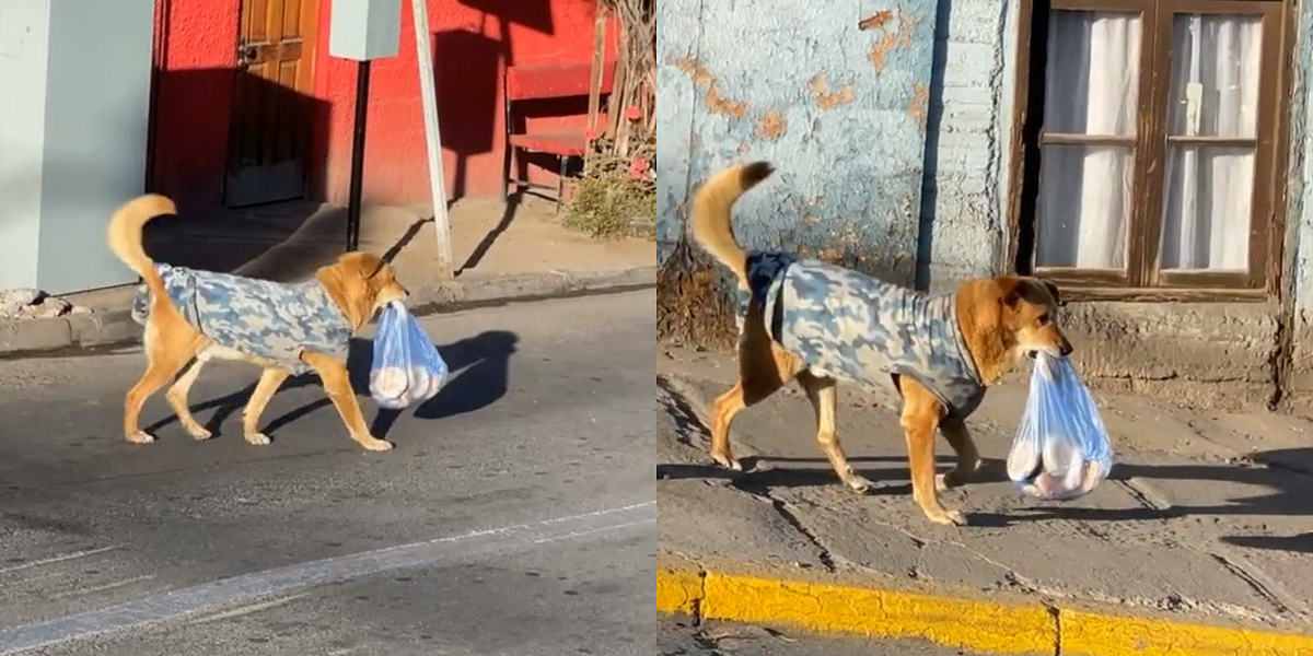 “Perrito del pan” la rompe en Internet tras 