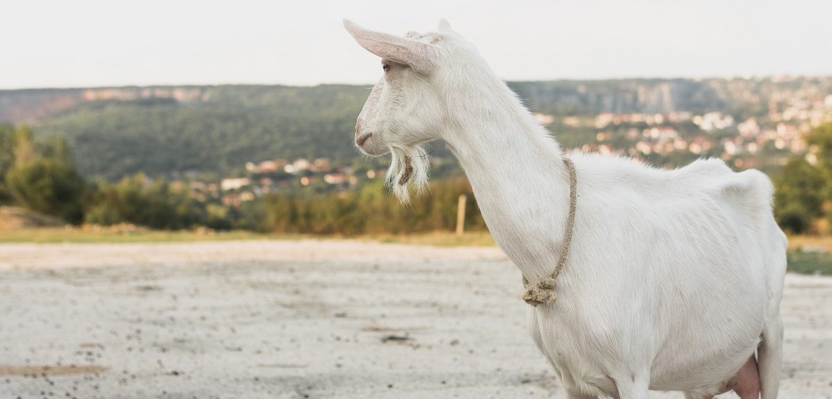 Mujer encontró cabeza de cabra en plaza de Quillota: autoridades no descartan macabro ritual