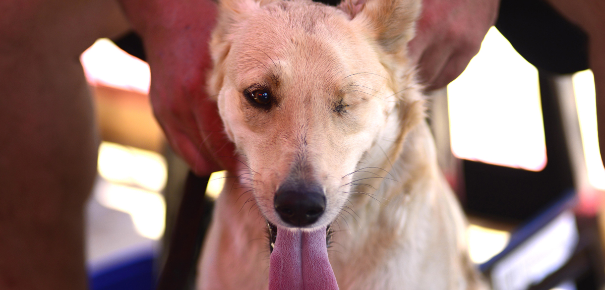 A partir de diciembre se podrá denunciar maltrato animal en Comisaría Virtual