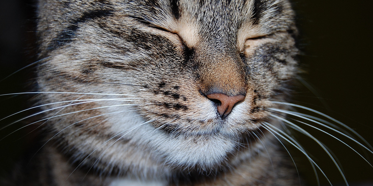 Gatita con cuatro orejas causa furor en redes sociales: conoce su conmovedora historia