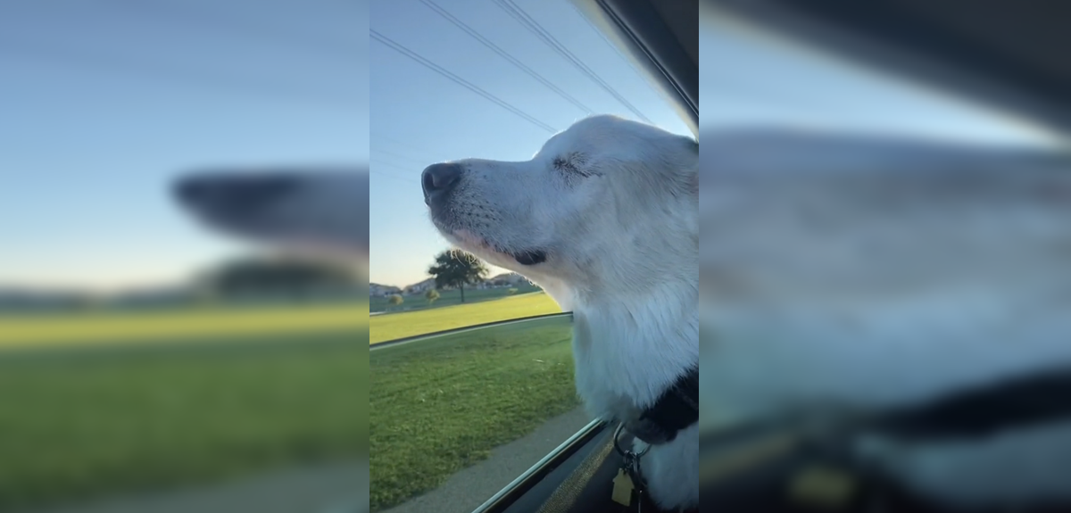 Perrita ciega conmueve en redes sociales por su reacción al saber que va rumbo a su parque favorito