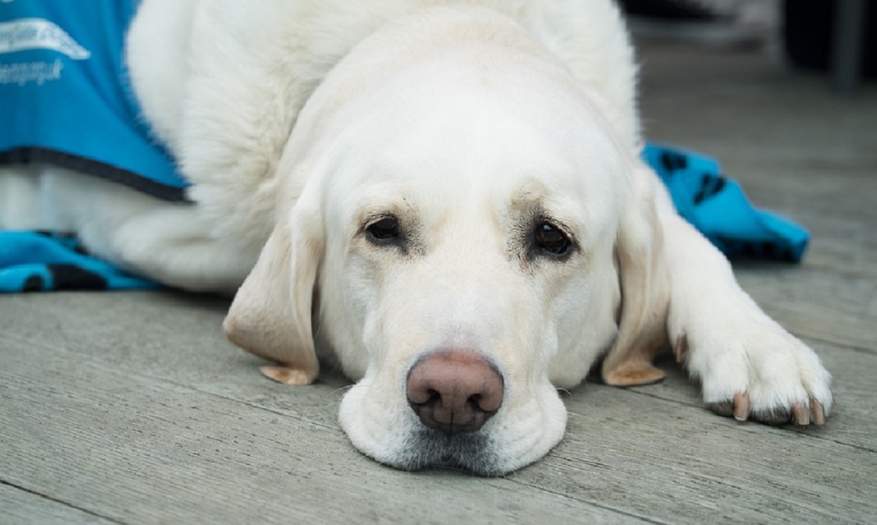 perro vacuna distemper