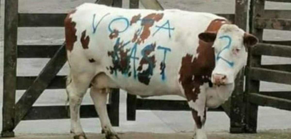 Repudio causa aparición de vaca rayada con propaganda de Kast en feria ganadera de Puerto Montt