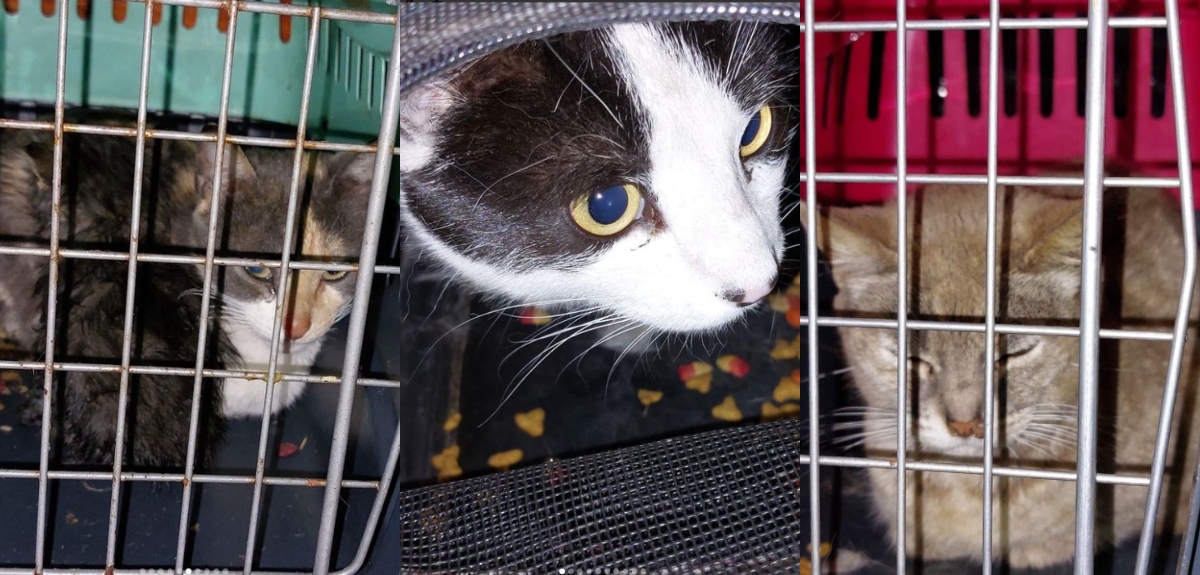 Incendio en Castro: organizaciones piden ayuda para más de 100 animales rescatados en refugio