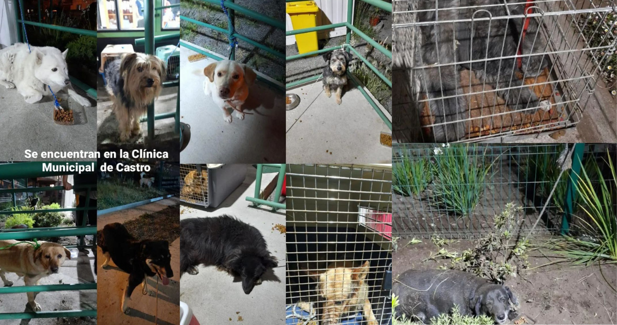 Chiloé Protegido | instagram