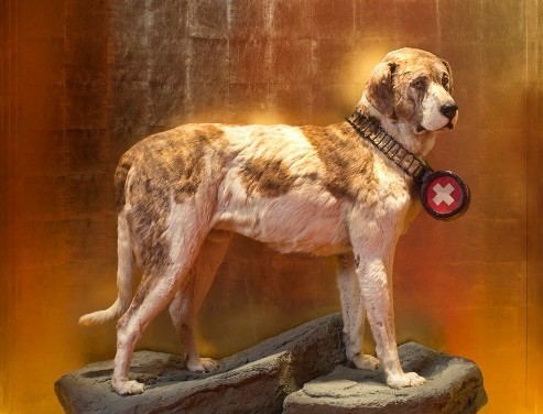 Captura | Su cuerpo se exhibe en el Museo de Historia Natural de Berna