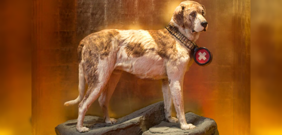 Barry, el famoso San Bernardo que rescató a 40 personas de la nieve: su cuerpo se exhibe en un museo