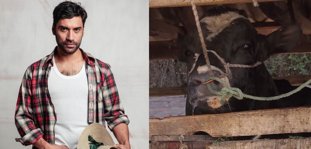 Actor Felipe Contreras recordó particular escena del toro en Amanda: 