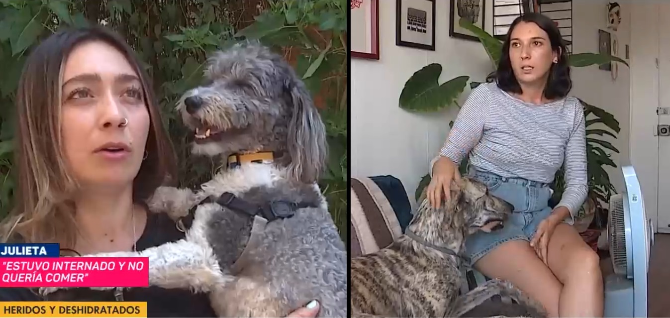 denuncias hotel para perros