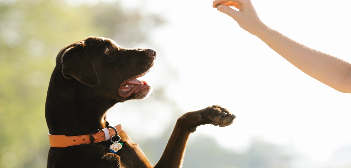 ¿Psiquiatra para animales? Las señales que indican que podrías necesitar un etólogo para tu mascota