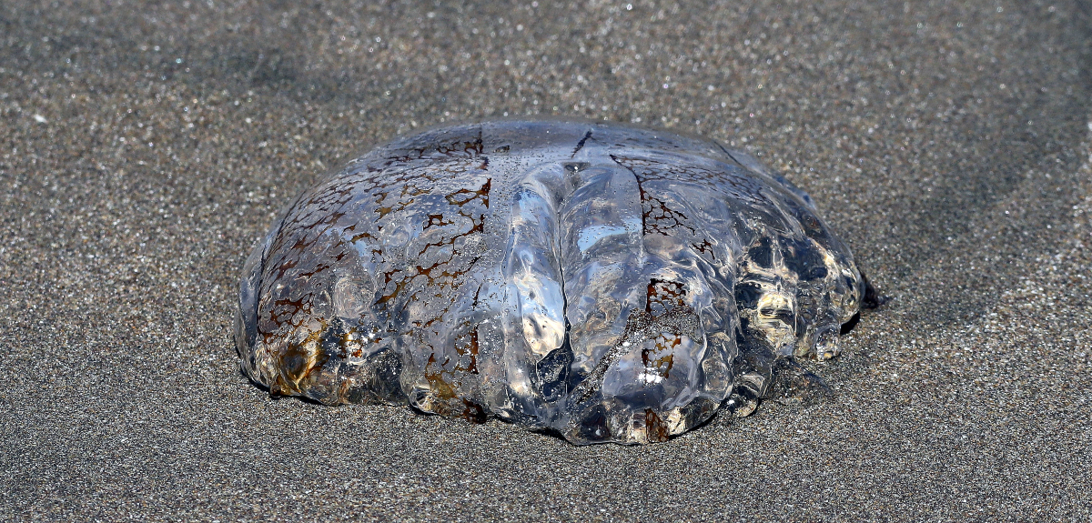 Por fragata portuguesa: estas son las seis playas de la región de Valparaíso que tuvieron que cerrar