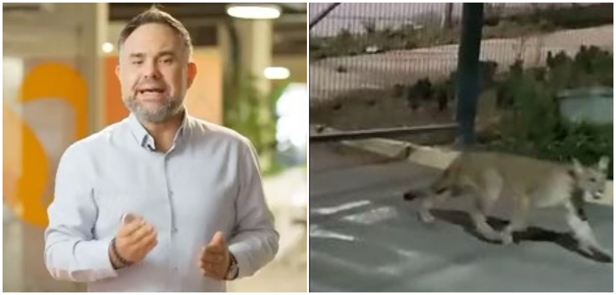 Gianfranco Marcone lanzó sincera reflexión por puma suelto en Las Condes: “¿Hasta cuándo?