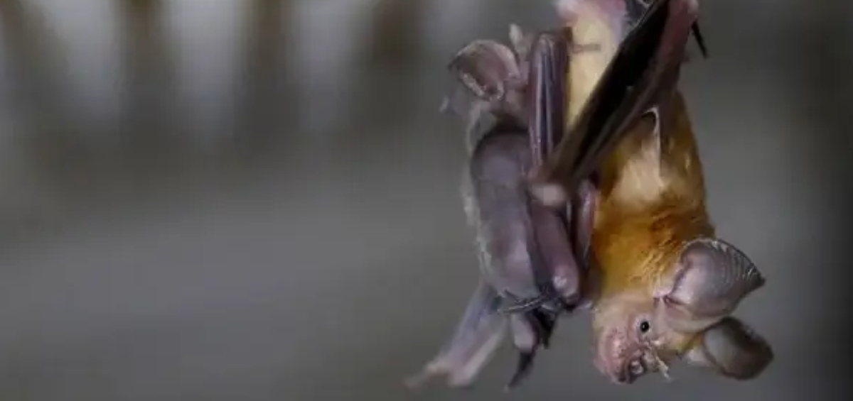 Los científicos vigilan el nuevo coronavirus NeoCoV, hallado en murciélagos africanos