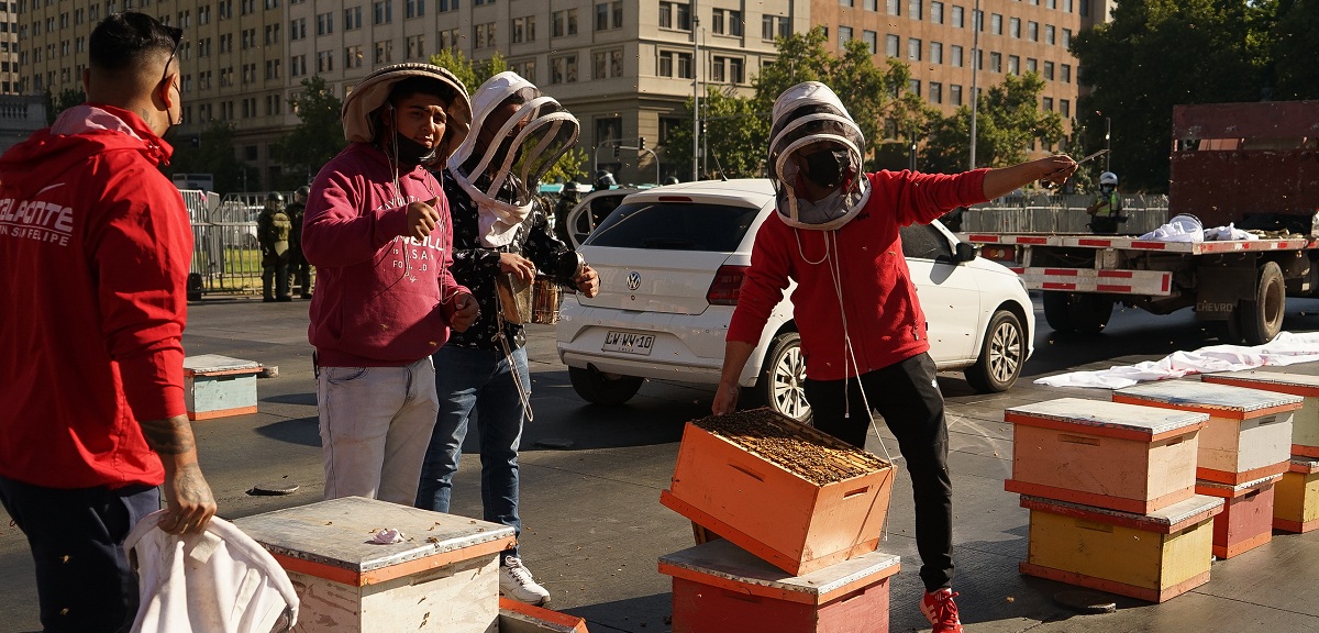 Apicultores protestaron frente a La Moneda: llevaron cajas con 10 mil abejas