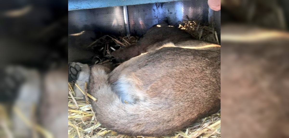 Puma atacó mortalmente a perro en Lo Barnechea: fue capturado tras ser golpeado por dueña de mascota