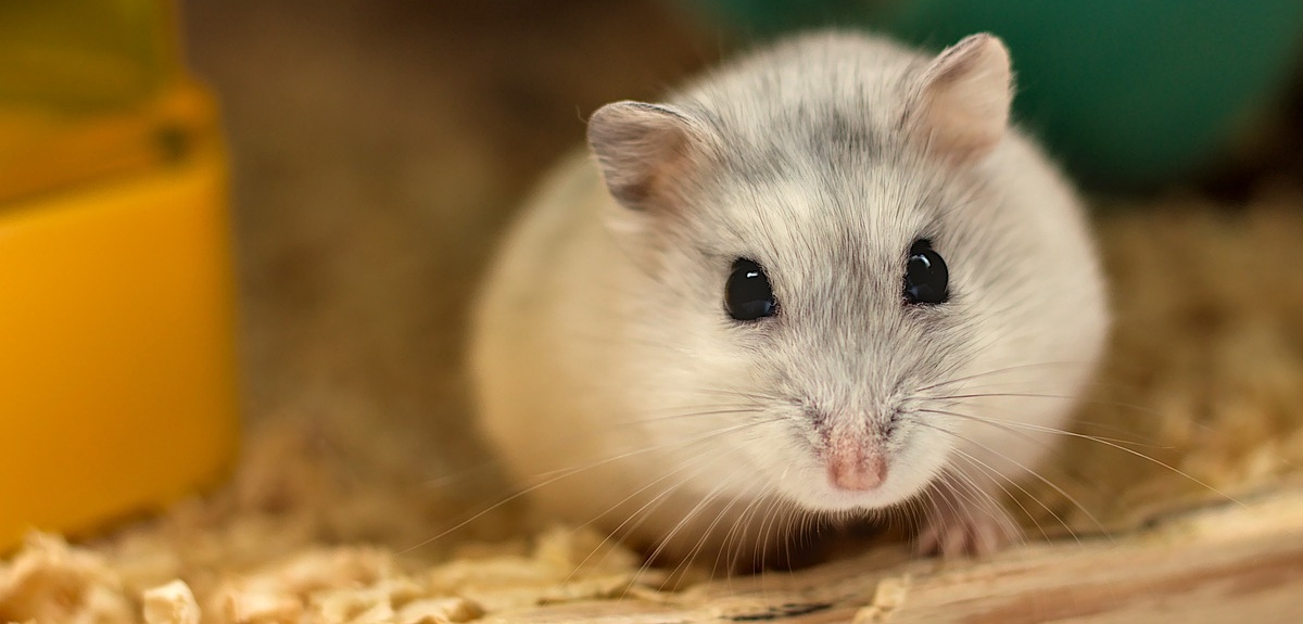 Confirman primeras transmisiones de coronavirus de hámster a humano en Hong Kong