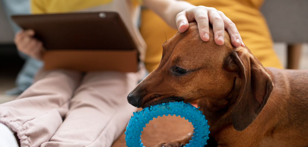 Niña de 2 años murió tras comer galleta envenenada que halló en su patio: querían matar a su perro