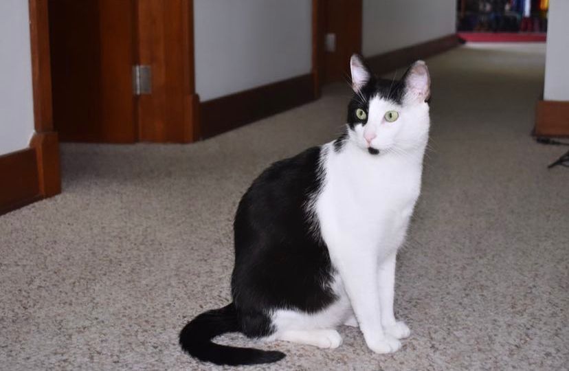 Benito, mascota de Maura Rivera