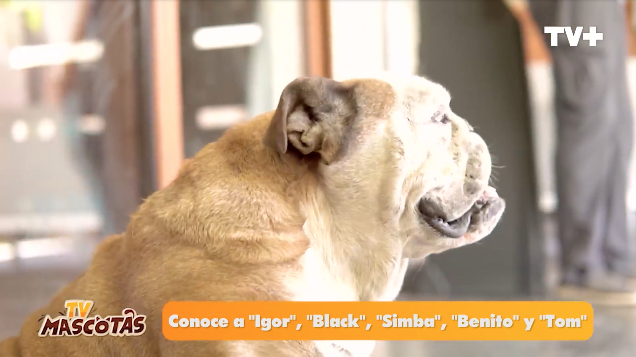 Igor, mascota de Maura Rivera