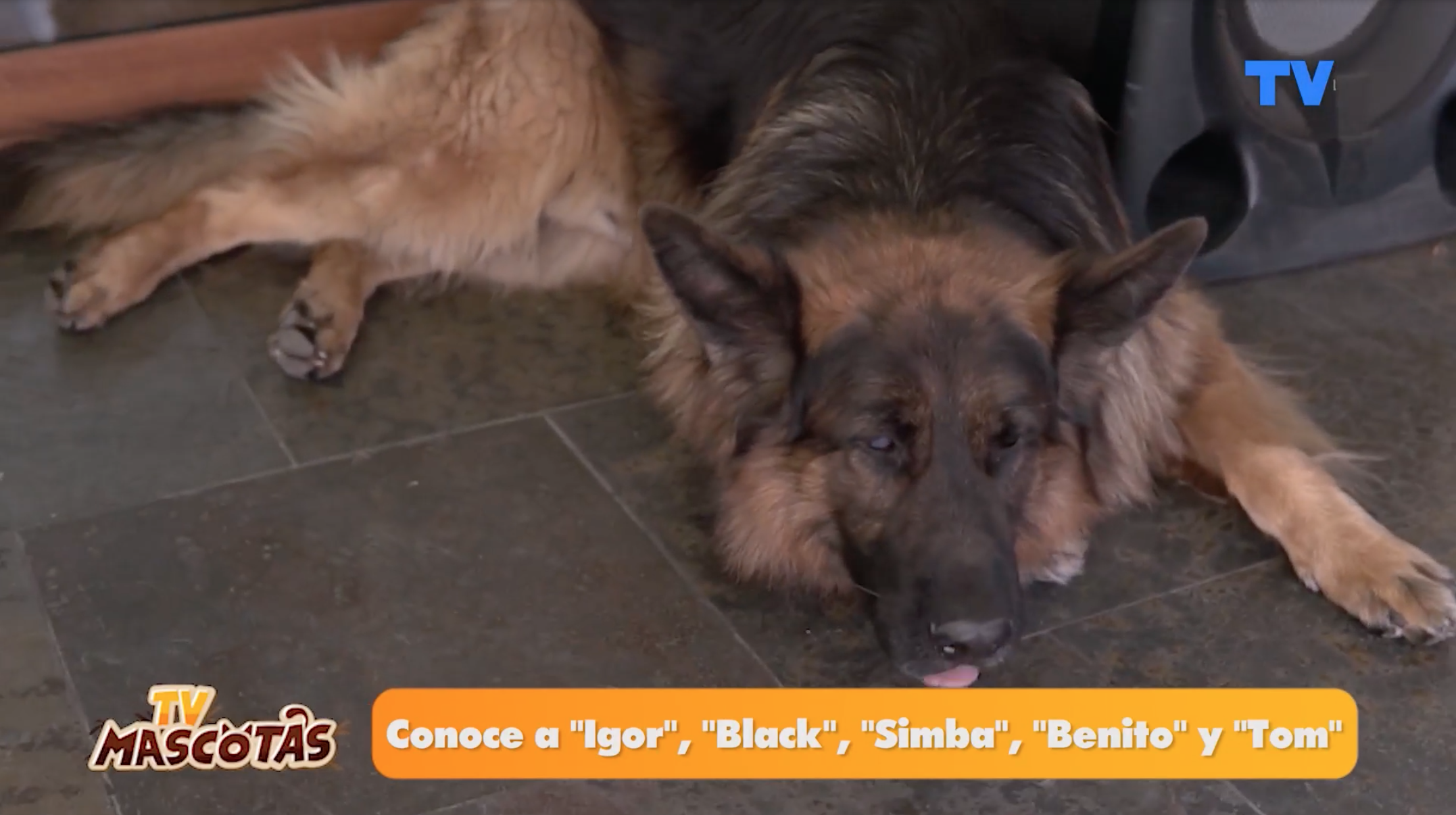 Black, mascota de Maura Rivera