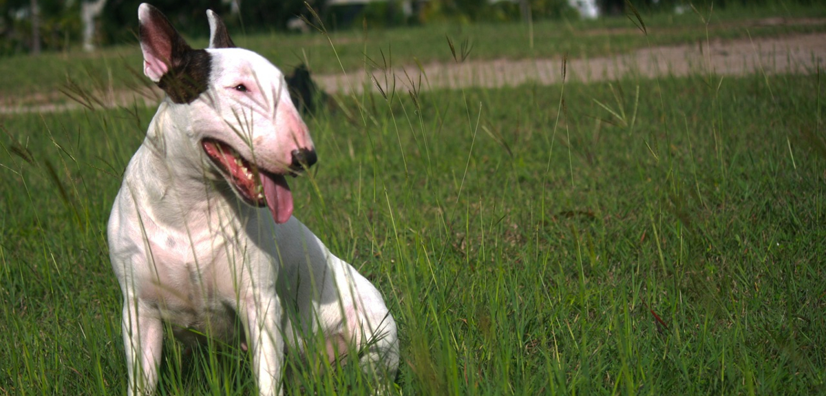 Piden cárcel para hombre que mató a perrita en Talca: la tiró hacia la carretera y fue atropellada