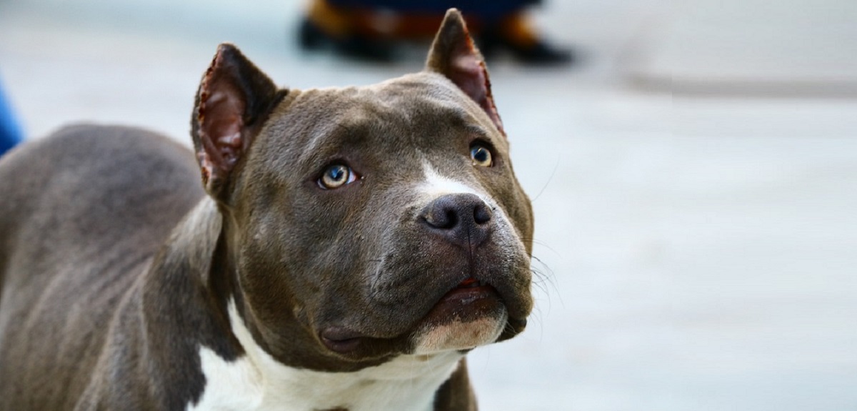 Captan violento ataque de perros pitbull a una mujer en Talcahuano: Municipalidad anunció querella