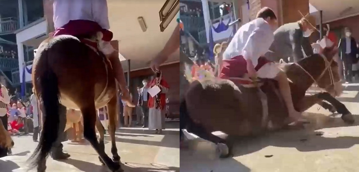 Registran caída de un burro en colegio de Vitacura: PDI investigará presunto caso de maltrato animal