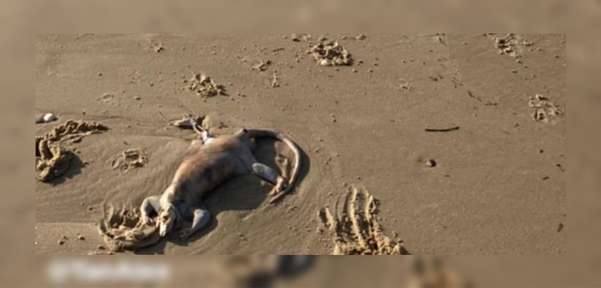 Hombre encontró criatura parecida a un 