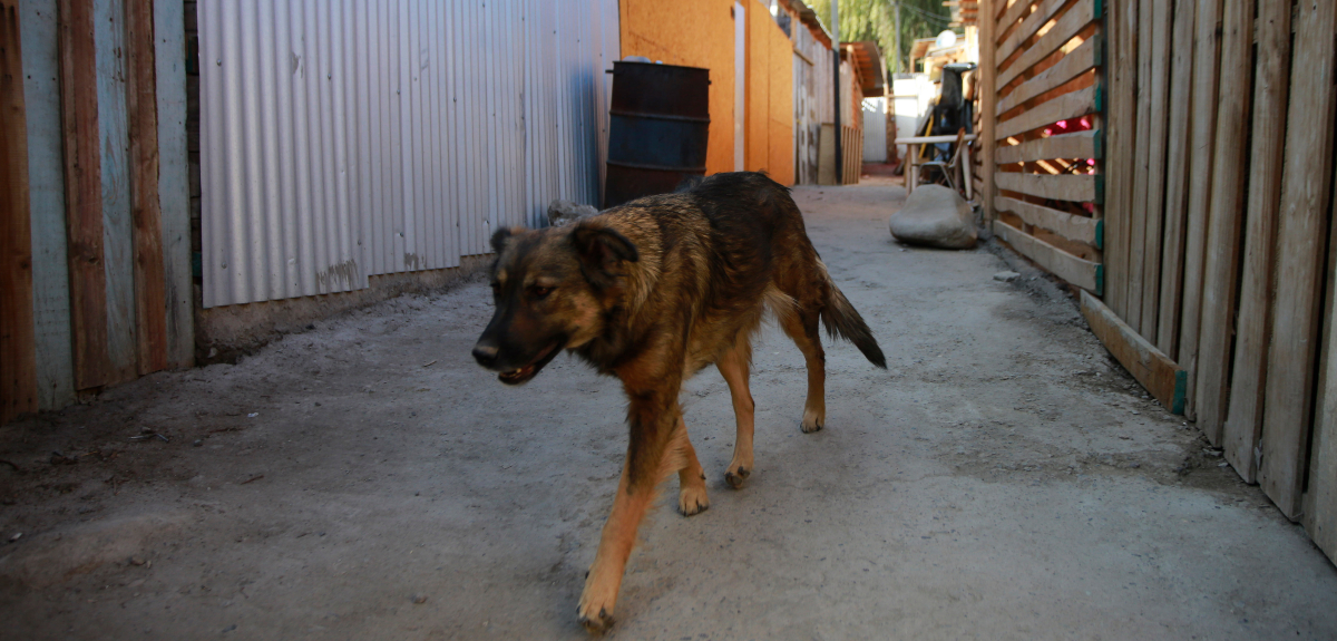 Encontraron bolsas con perros y gatos faenados en Pedro Aguirre Cerda: municipio presentó querella