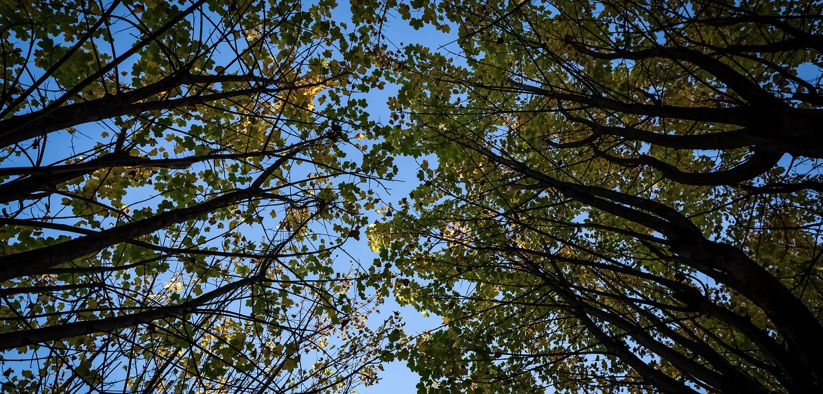 Día de la tierra 2022: qué es el cambio climático y en qué nos afecta