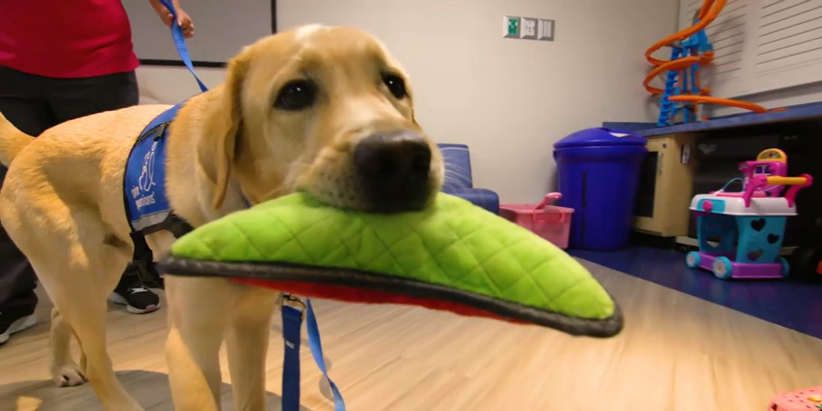 Una tierna historia viral: conoce al alentoso perro que ayuda a niños en su rehabilitación en EEUU