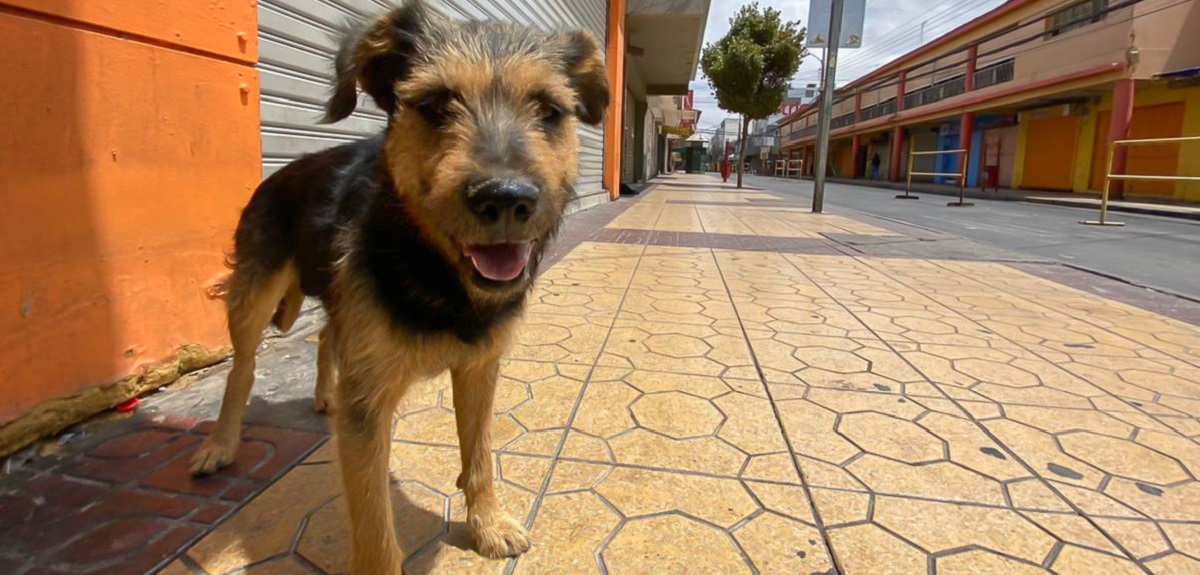 Tras chip en anticucho: proyecto busca aumentar penas para quienes vendan carne de perro y gato