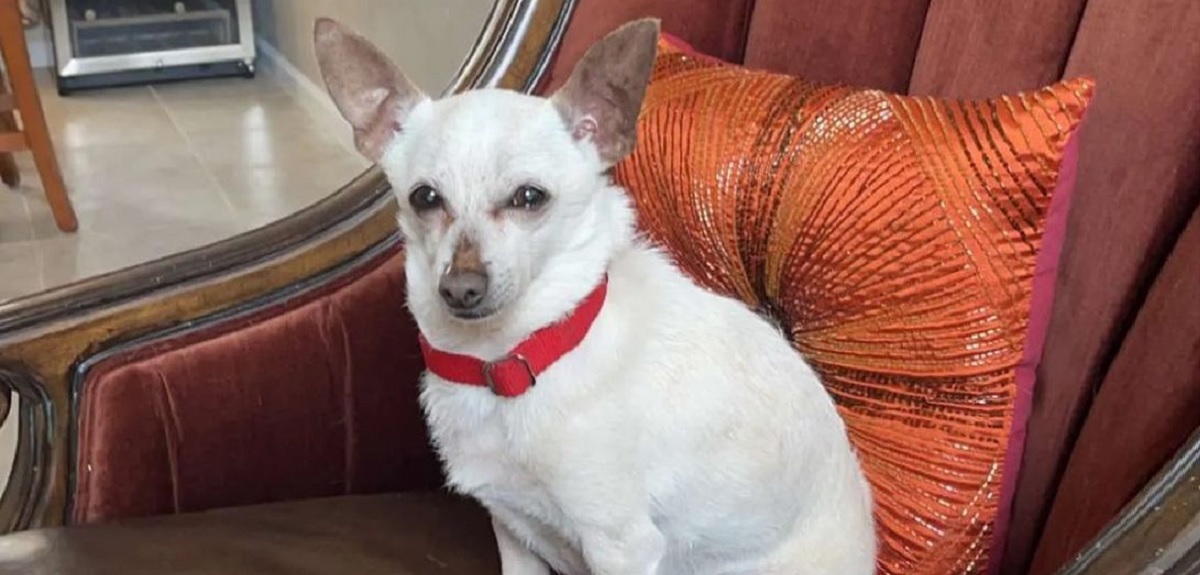 Chihuahua de 21 años se adjudicó récord Guinness por ser el perro vivo más longevo del mundo
