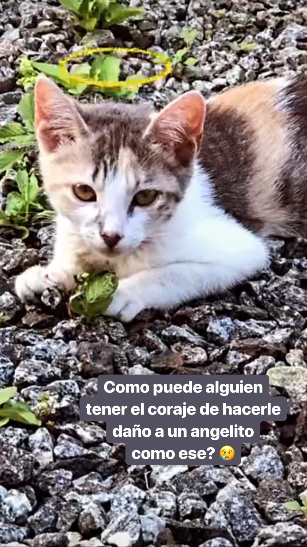 Vivi Rodrigues se mostró muy afectada por muerte de su mascota: “Intuimos que la mataron”