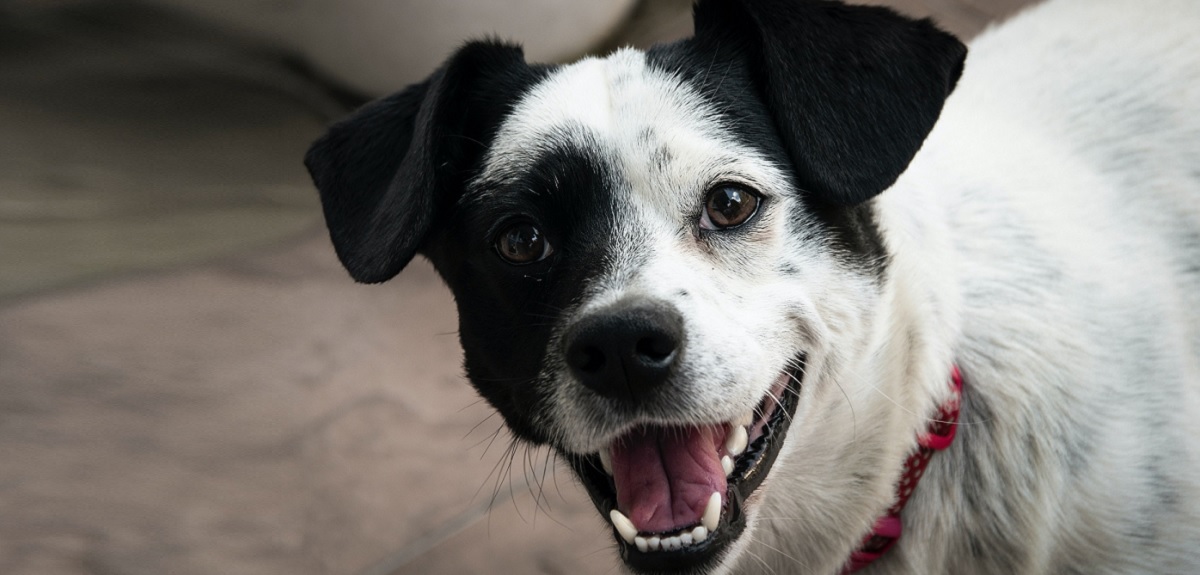 Día del perro sin raza: ¿por qué adoptar y qué hay que tener en cuenta para hacerlo?