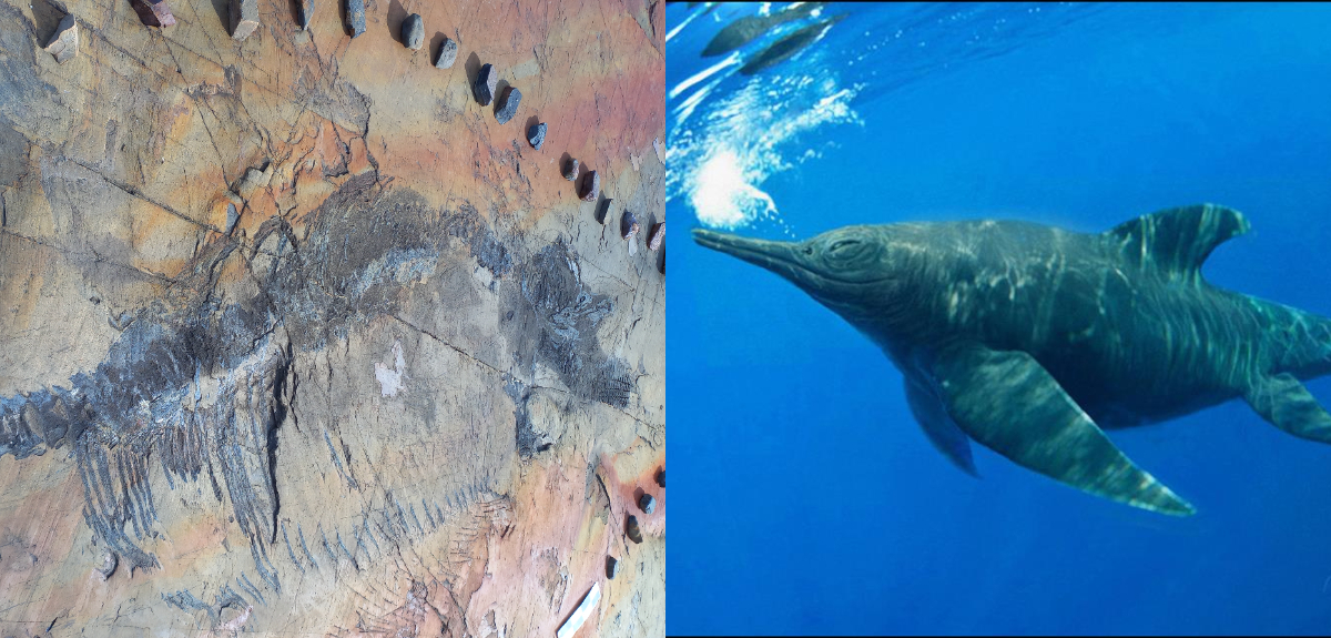 Hallan en Las Torres del Paine el primer fósil completo de un ictiosaurio: fue bautizado como Fiona