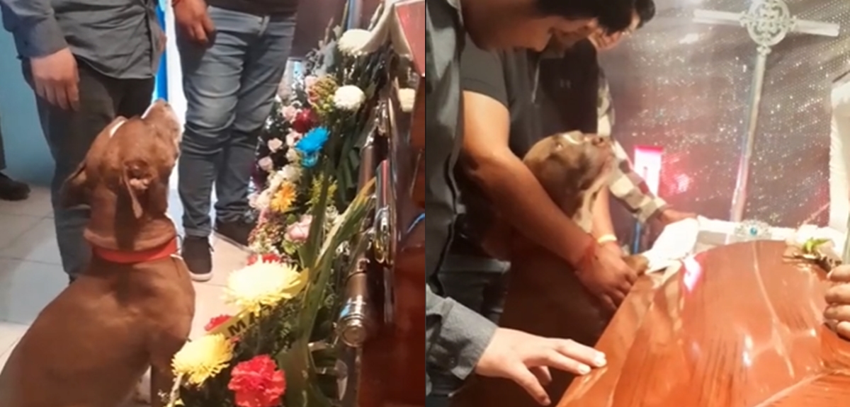 El emotivo video de TikTok donde perrito lamenta la partida de su dueña en su velorio