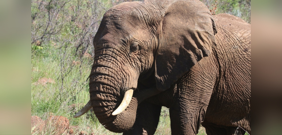 Elefante mató a mujer en India, reapareció en el funeral y arremetió nuevamente contra el cadáver