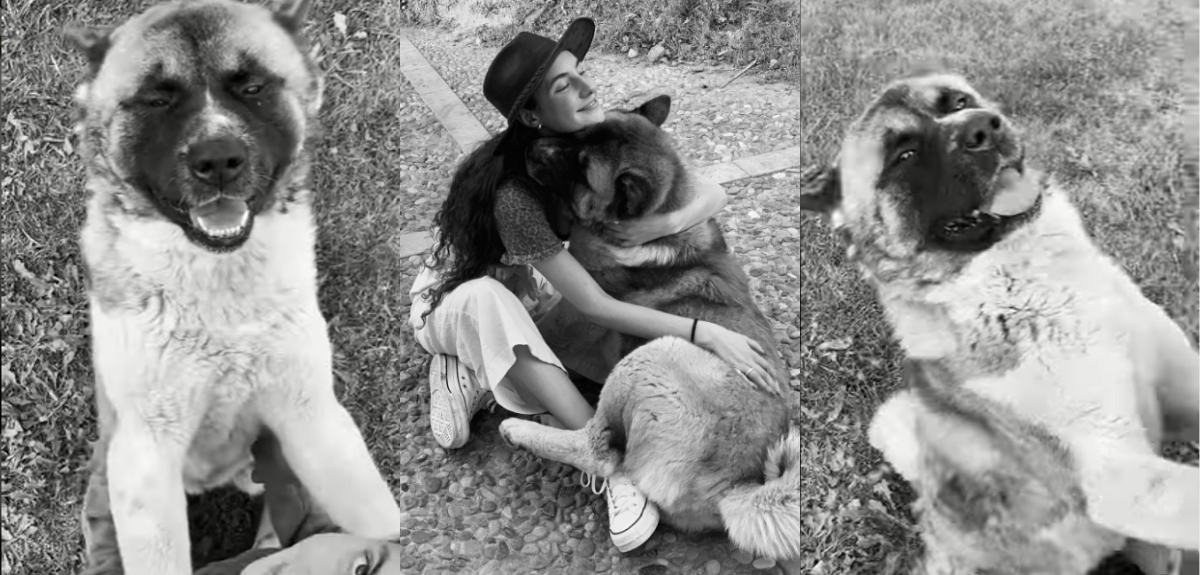 Mujer denunció que empresario mató a tiros a su perro en Pirque: Fiscalía inició investigación