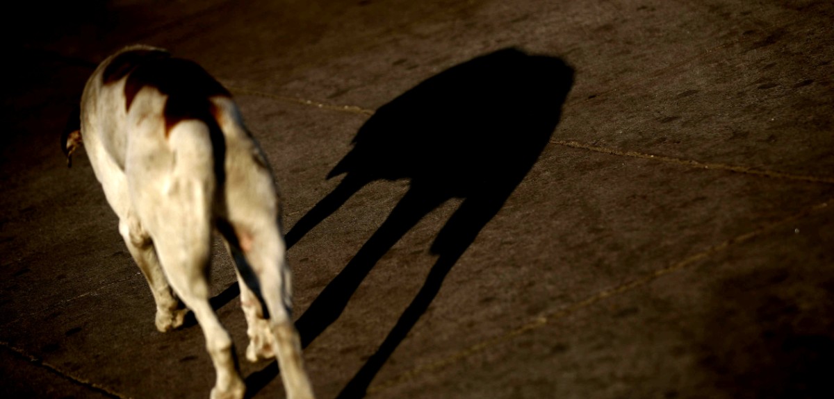 Niña será indemnizada con 23 millones de pesos tras ser atacada por un perro callejero en Villarrica