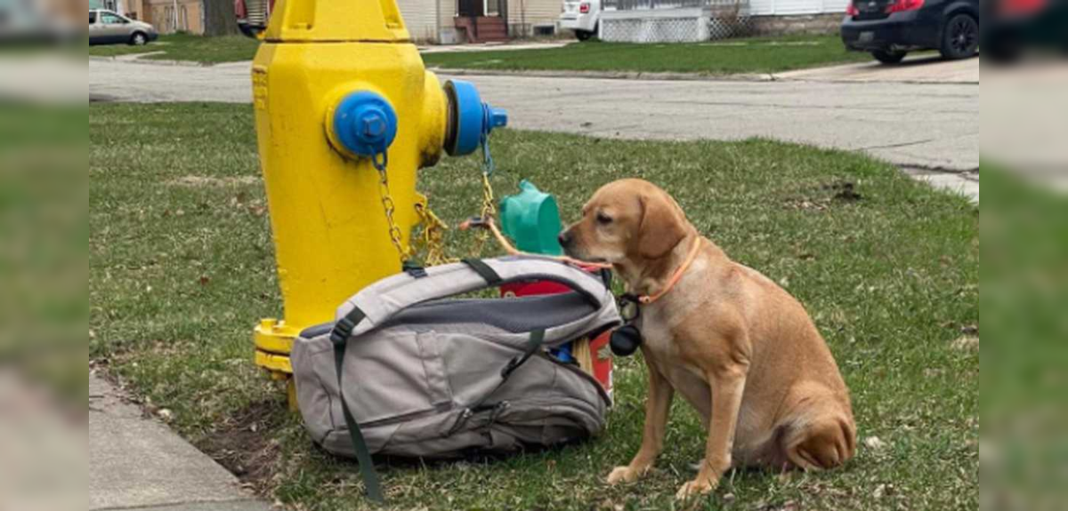 Baby Girl, la perrita diabética que fue abandonada en EEUU con sus juguetes y una triste carta