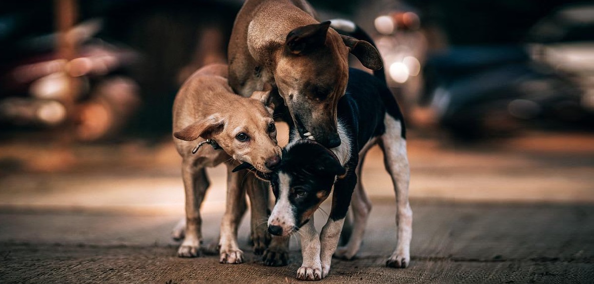Perros callejeros salvaron la vida de un hombre: evitaron que se congelara protegiéndolo del frío