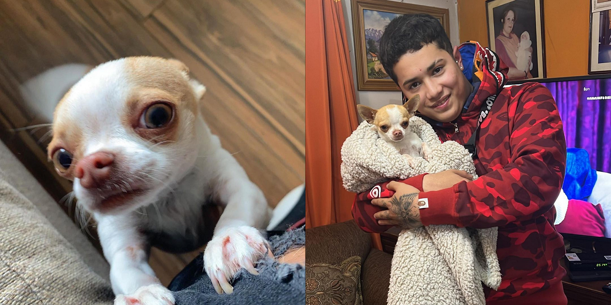 Dueño halló a su perro robado en Tomé: acusó que delincuentes le sacaron los dientes para venderlo