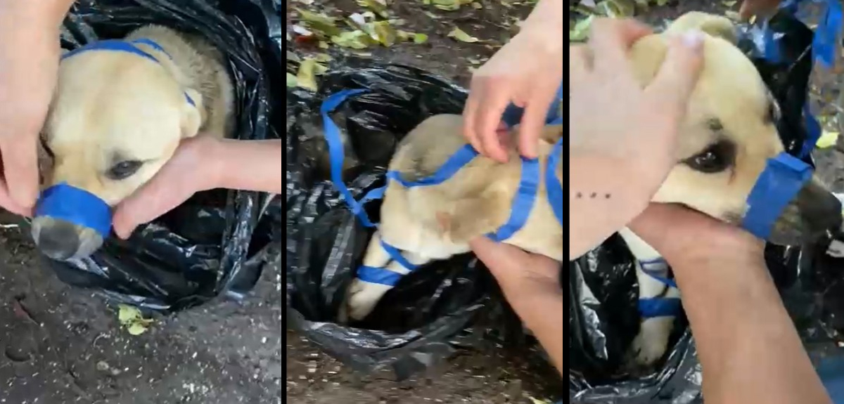 Hallan perro en bolsa de basura y amarrado con cinta adhesiva en Temuco: “¿Cómo tanta maldad?”